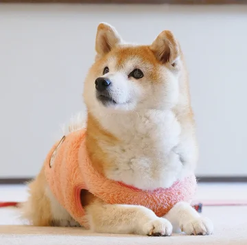 海ちゃん
