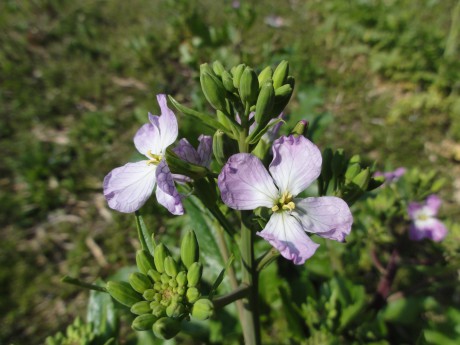 紫大根の花