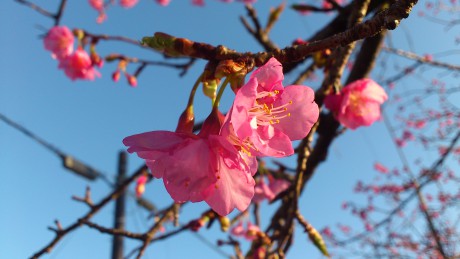 庭の河津桜
