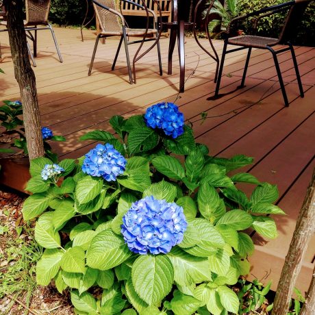 hydrangea