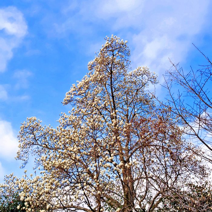 開花したハクモクレン