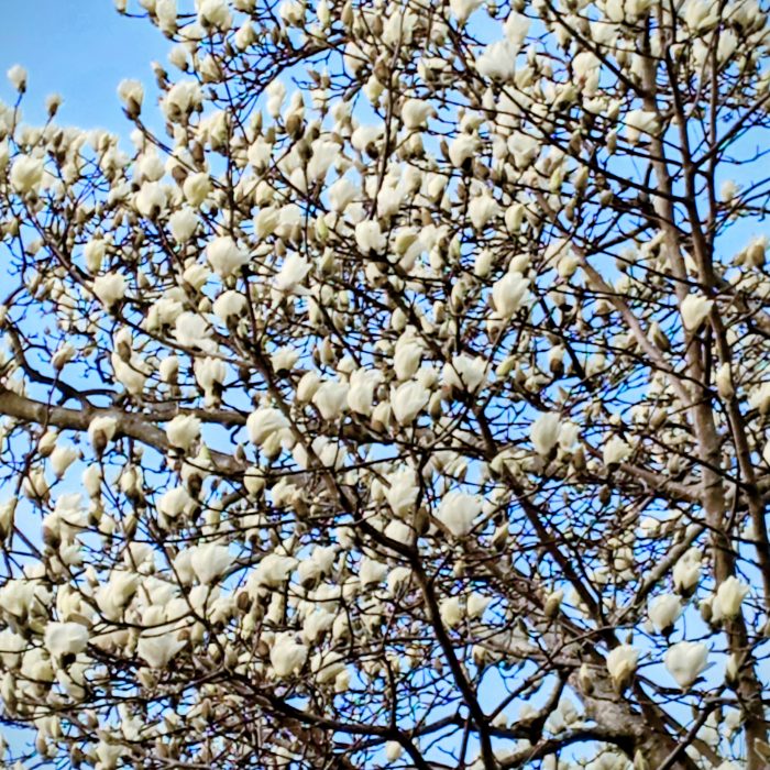 開花したハクモクレン