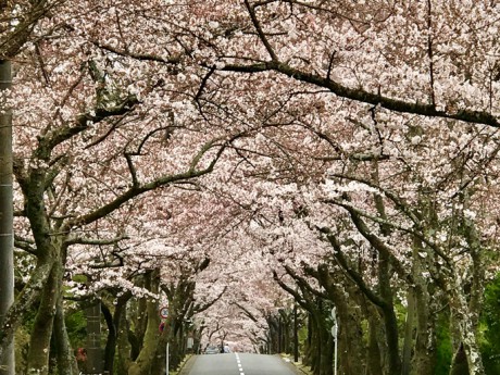 伊豆高原の桜並木