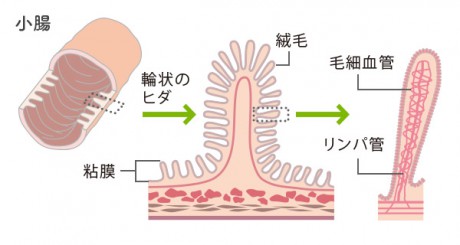 腸の粘膜