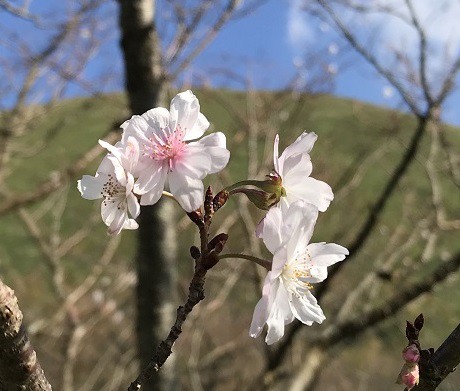 十月桜