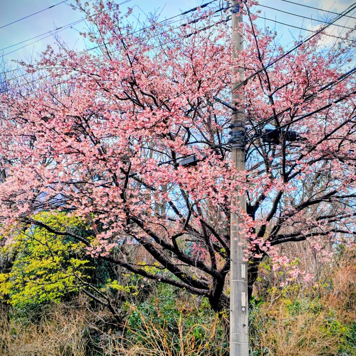 高原館付近の大寒桜