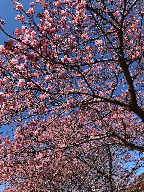 桜