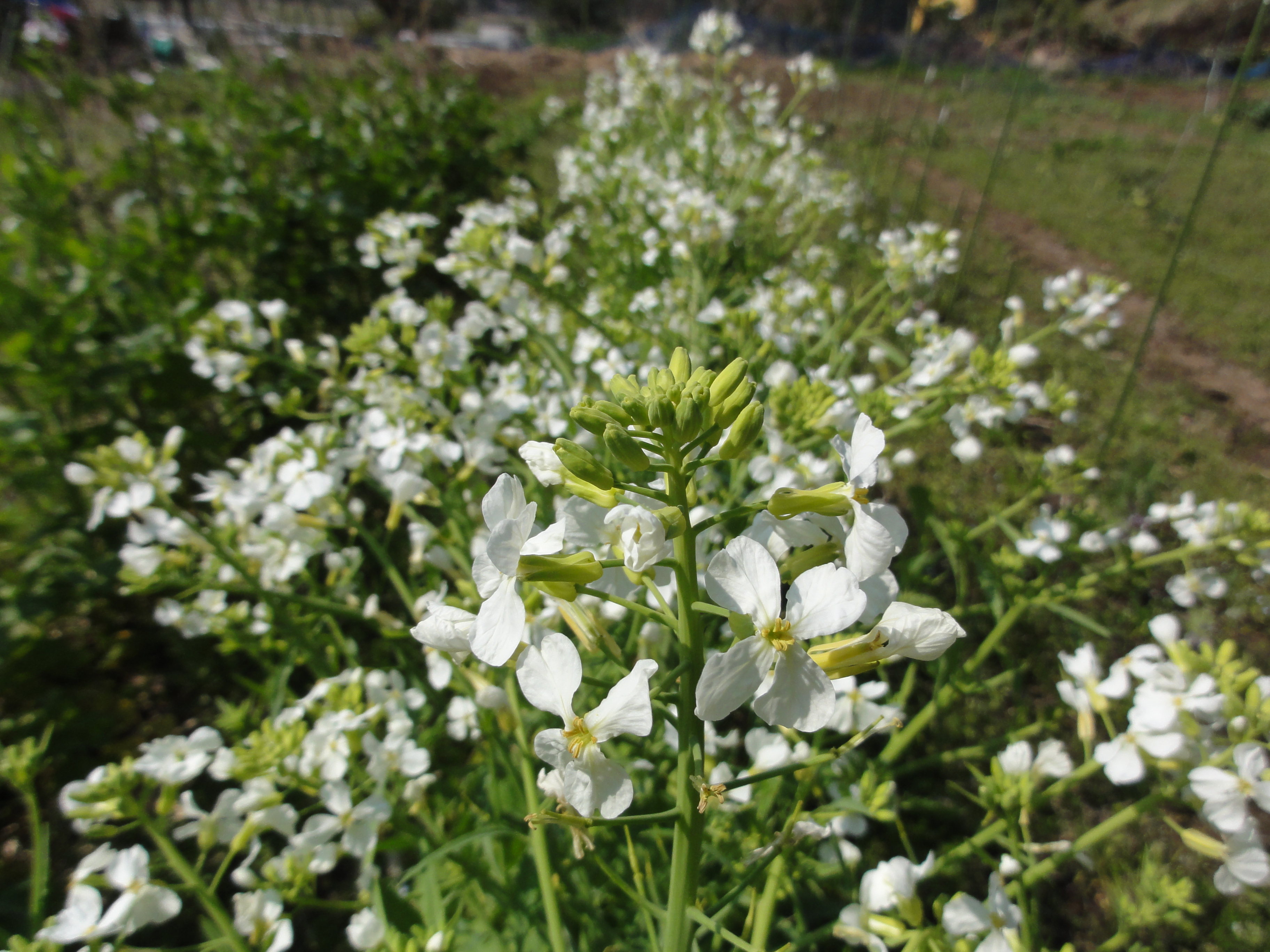 野菜の花 やすらぎの里 伊豆高原の断食道場 ファスティング施設 大沢のやすらぎブログ やすらぎの里 伊豆高原の断食道場 ファスティング施設