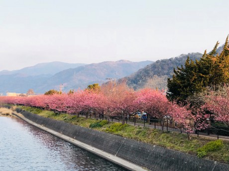 河津川沿いの桜並木
