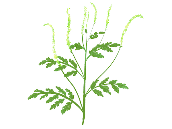 秋の花粉症 やすらぎの里 伊豆高原の断食道場 ファスティング施設 やすらぎ日記 やすらぎの里 伊豆高原の断食道場 ファスティング施設