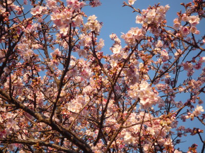 見頃を迎えた城ヶ崎桜