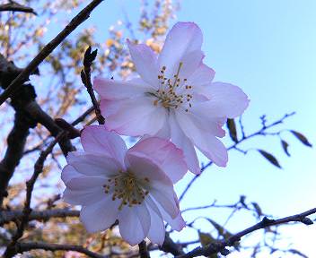 きれいに咲いた１０月桜