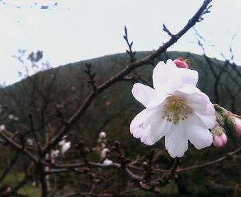 十月桜.jpg