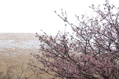雪と河津桜