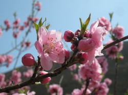 桜開花1