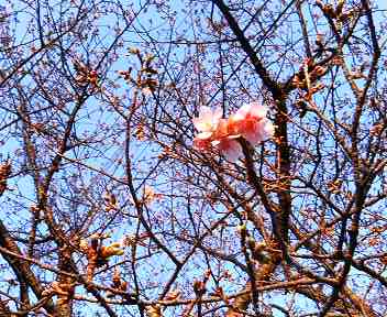 城ヶ崎の桜