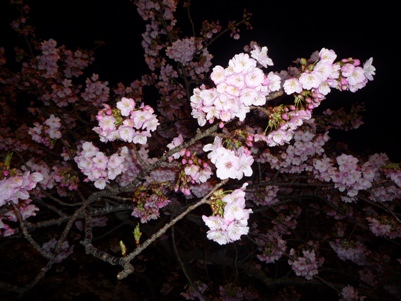夜の河津桜
