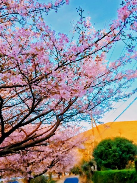 大室山を背景に咲き誇る伊東小室桜